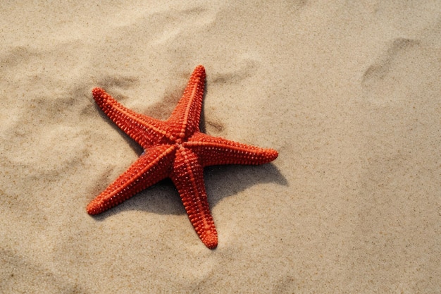 Stelle marine rosse sulla spiaggia sabbiosa