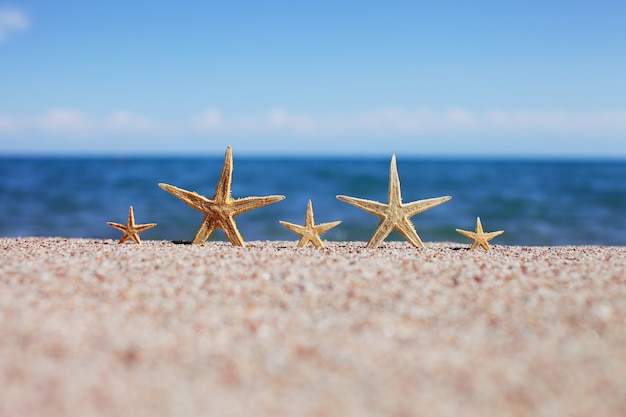 Stelle marine su una spiaggia sabbiosa durante le vacanze estive