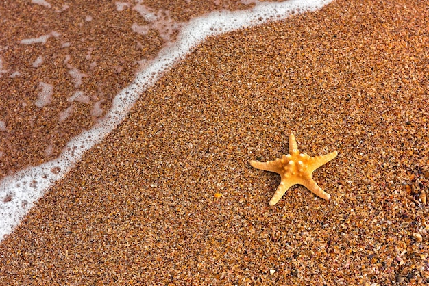 Stelle marine sul tema estivo in riva al mare