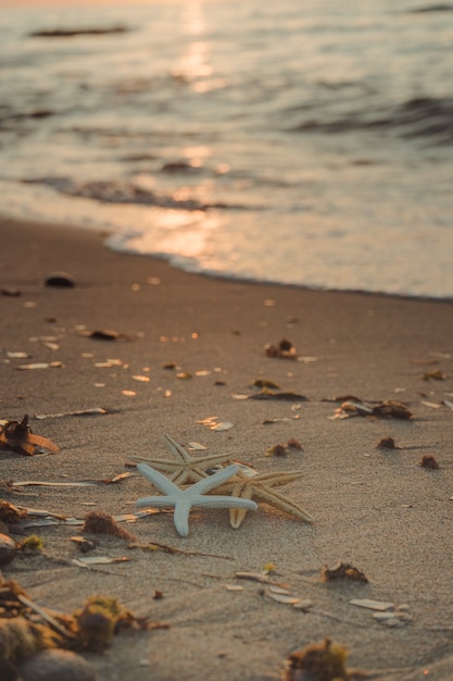 Stelle marine sulla riva della spiaggia