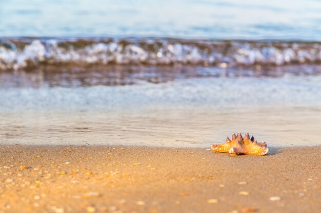 Stelle marine sulla sabbia bagnata in spiaggia