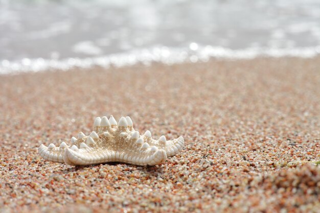 Stelle marine sulla sabbia sulla spiaggia in riva al mare