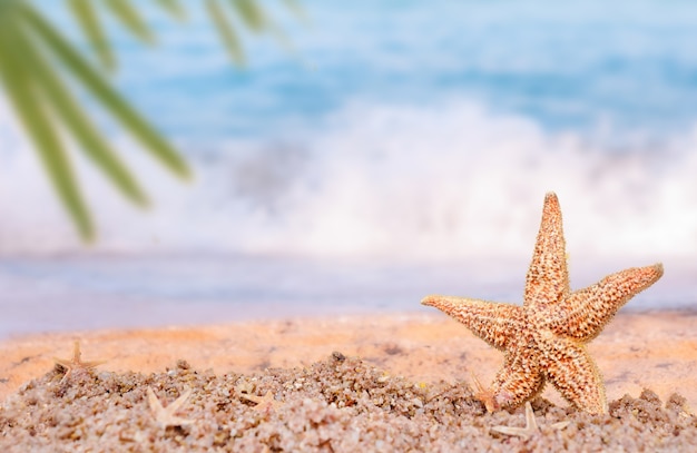 Stelle marine sulla sabbia sullo sfondo del mare e foglie di palma. Concetto di vacanza