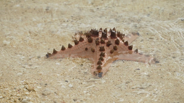 Stelle marine sulla sabbia