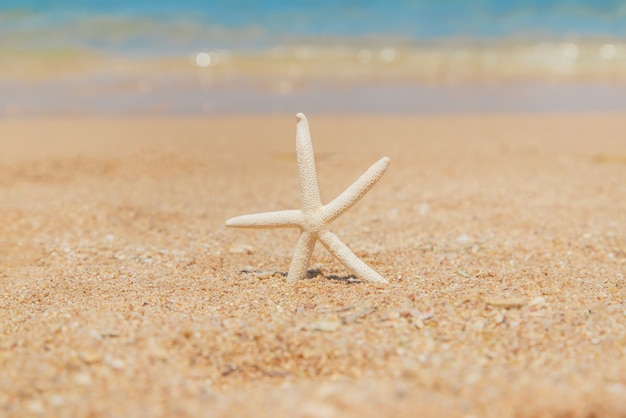 Stelle marine sulla spiaggia di sabbia. Messa a fuoco selettiva.