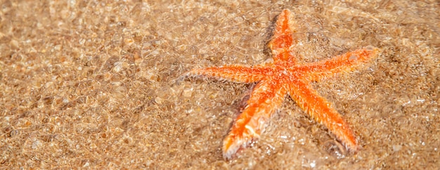 Stelle marine sulla spiaggia di sabbia.