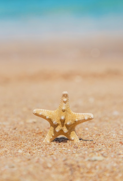 Stelle marine sulla spiaggia di sabbia