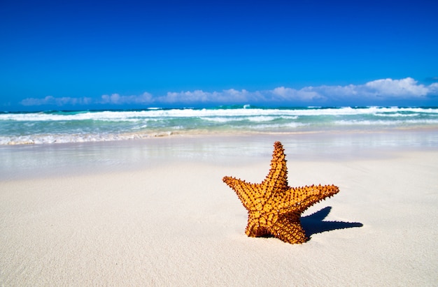 Stelle marine sulla spiaggia di sabbia