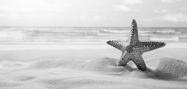 Stelle marine sulla spiaggia soleggiata estiva sullo sfondo dell'oceano Concetti di vacanza di viaggio