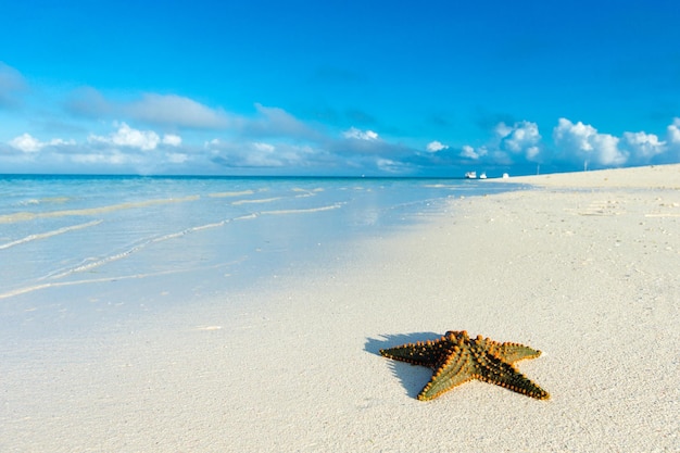 Stelle marine sulla spiaggia