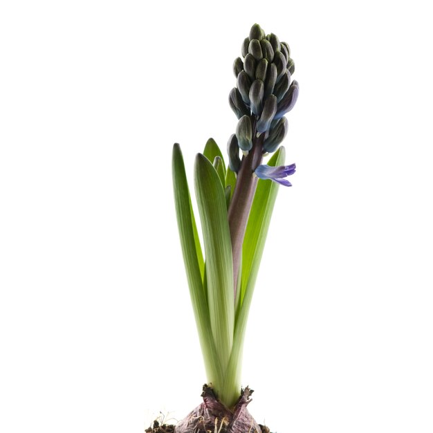 Stelo di Hyacinthus su bianco