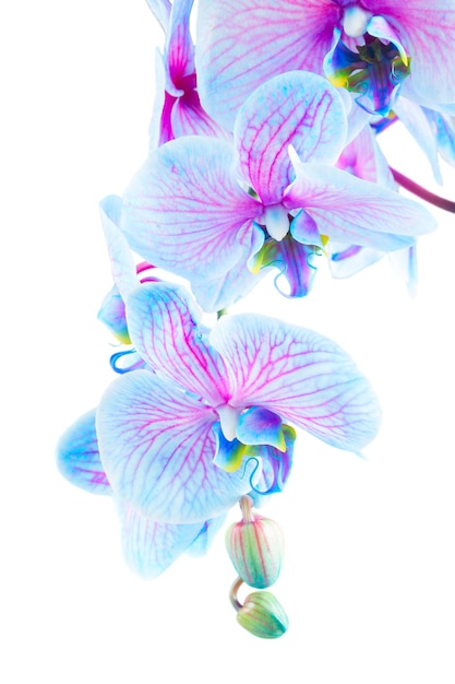 Stelo di orchidee blu