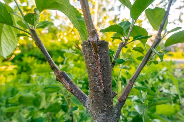 Stelo ricoperto di cambio innestato su un ramo di un melo la scorsa primavera Alberi da frutto innestati