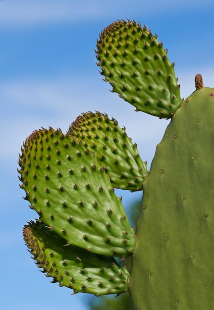 Stenocereus griseus Un'immagine ravvicinata di cactus spinosi