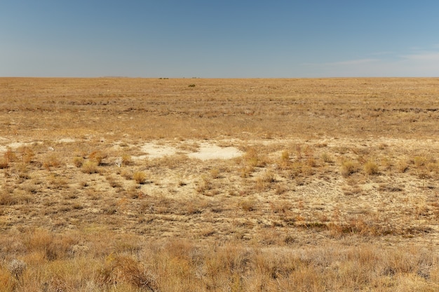 Steppa del deserto in autunno nella regione aral del kazakistan erba secca