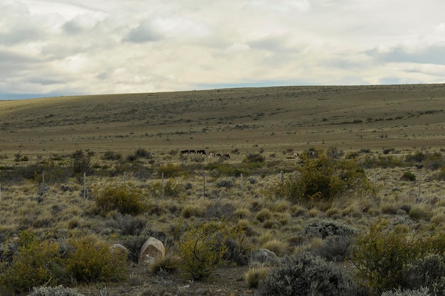 Steppe aride praterie e deserti della Patagonia Argentina