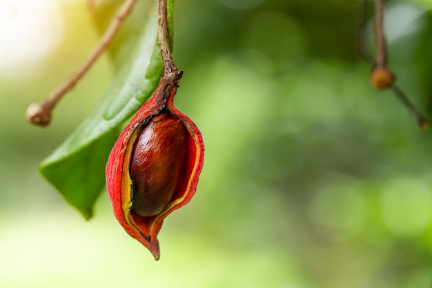 Sterculia monosperma Castagna cinese