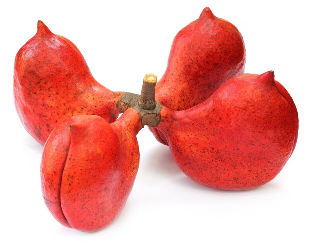 Sterculia nocciola o castagno tropicale su sfondo bianco