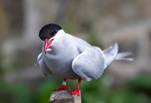 Sterna artica con pesci in habitat naturale. Isole Farne, Northumberland Inghilterra, Mare del Nord. Sfondo verde erba