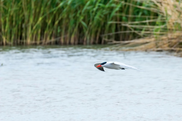 Sterna caspica che vola sopra l'acqua