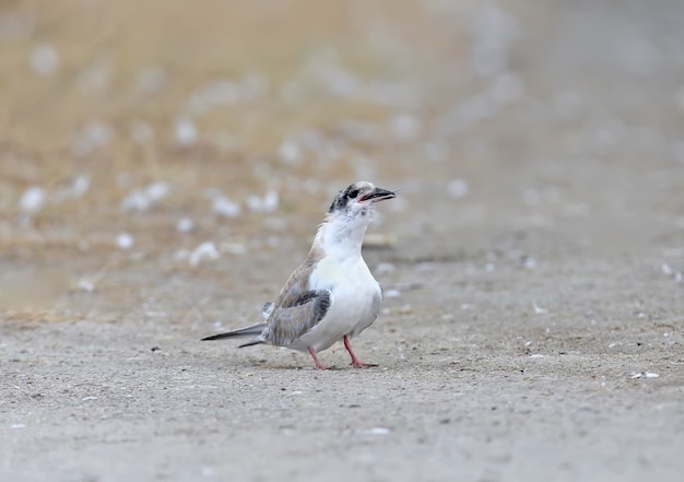 Sterna comune pulcino (Sterna hirundo) cercando di inghiottire grandi pesci