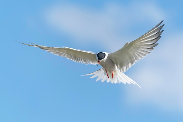 Sterna comune (Sterna hirundo) in volo.