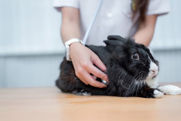 Stetoscopio uso veterinario per diagnosticare coniglio carino