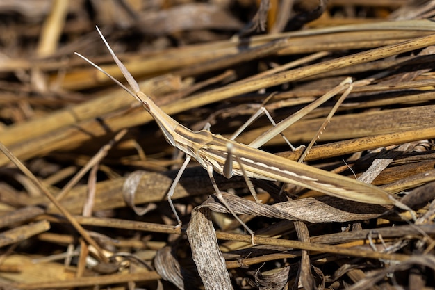 Stick insetto nel suo ambiente naturale.