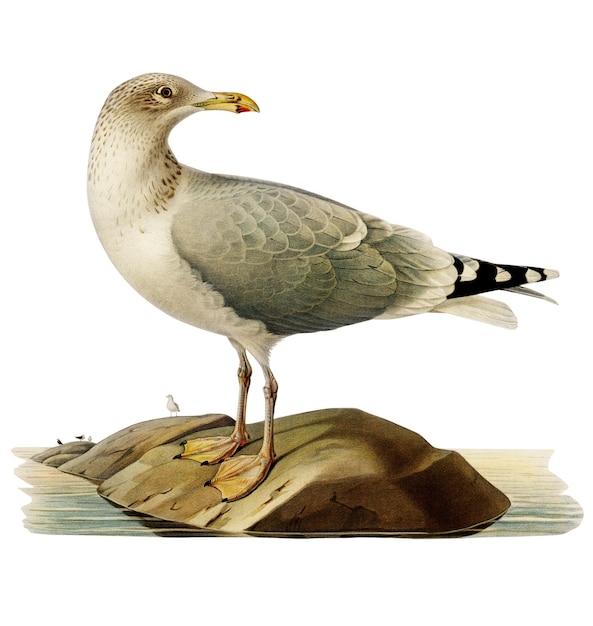 Sticker png di uccello vintage disegnato a mano
