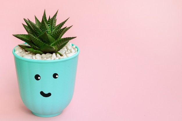 Stile carino di kawaii. Vaso blu con succulenta Haworthia con una faccia buffa su sfondo rosa