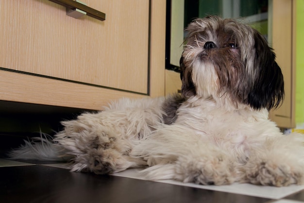 Stile di vita, animale, concetto di bellezza: cane Shih tzu sdraiato nell'interno della casa