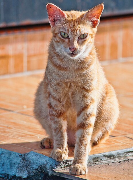 Stile di vita e ritratto di gatto