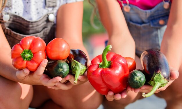 Stile di vita sano Gli agricoltori tengono peperoni, melanzane e cetrioli L'agricoltore presenta verdure biologiche coltivate in casa Vantaggi del raccolto biologico coltivato in casa Coltivare colture biologiche Orti comunitari e fattorie