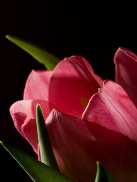 Still Life Tulip isolato su sfondo nero