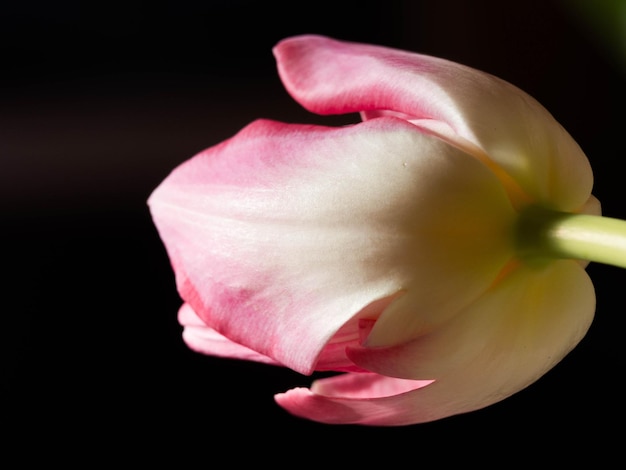 Still Life Tulip isolato su sfondo nero