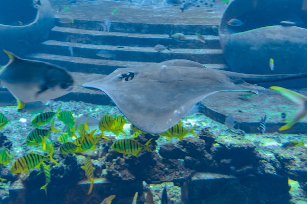 Sting ray nuoto sott'acqua. La pastinaca dalla coda corta o pastinaca liscia (Bathytoshia brevicaudata) è una specie comune di pastinaca della famiglia Dasyatidae. Atlantide, Sanya, isola di Hainan, Cina.