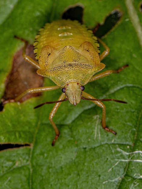 Stink Bug Ninfa della Tribù Carpocorini