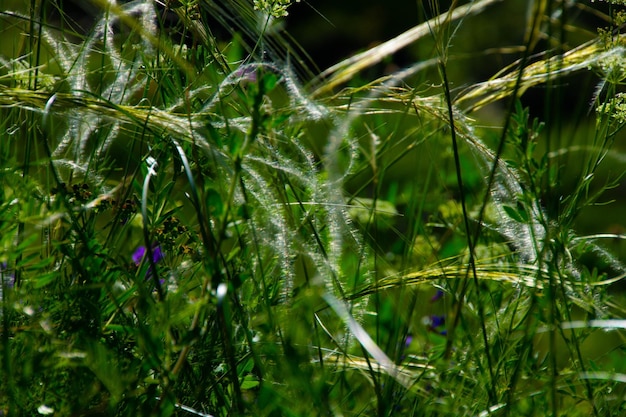 Stipa pennata val aosteitaly