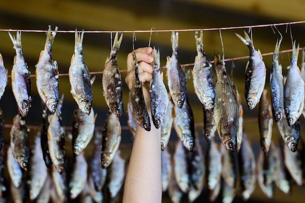 Stoccafisso pesce di fiume sospeso su una corda a testa in giù