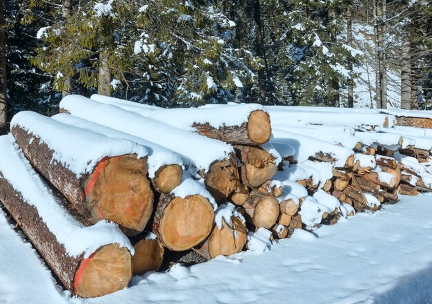 Stock di legna da ardere lungo la strada di campagna invernale vicino alla foresta di abeti.