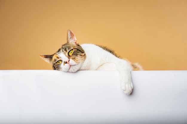 Stock photography gatto che giace fissando intensamente