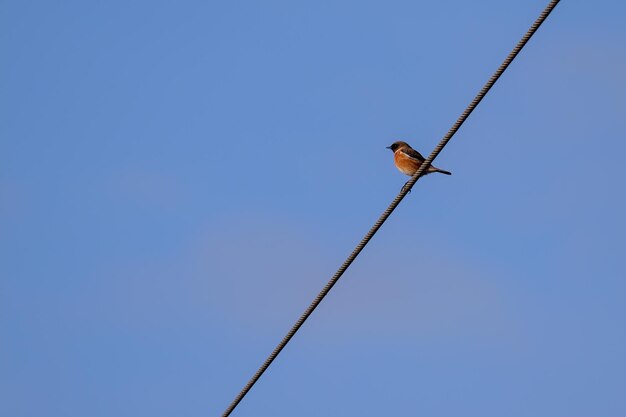 Stonechat comune (Saxicola rubicola) aggrappato a un filo