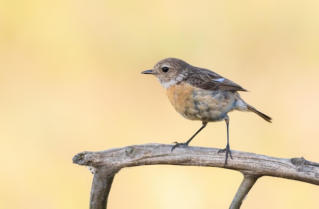 Stonechat europea Saxicola rubicola Un uccello femmina si siede su un ramo