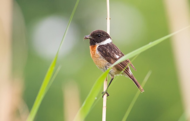 Stonechat europeo Saxicola rubicola In una mattina nuvolosa un uccello maschio si siede su una canna