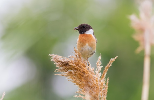 Stonechat europeo Saxicola rubicola In una mattina nuvolosa un uccello maschio tiene la preda nel becco