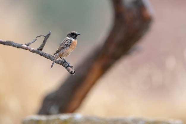 Stonechat europeo Saxicola rubicola Malaga Spagna