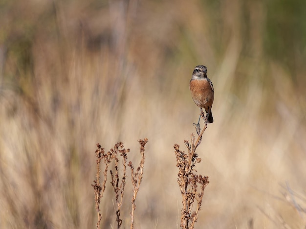 Stonechat europeo (Saxicola rubicola).