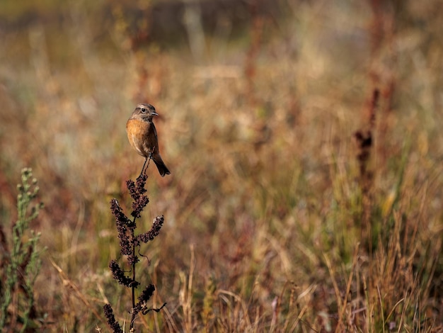 Stonechat europeo (Saxicola rubicola).