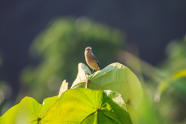 Stonechat femminile in natura