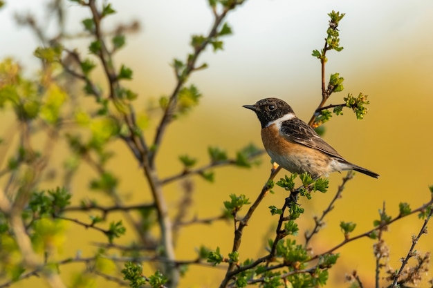 Stonechat maschio arroccato su un cespuglio